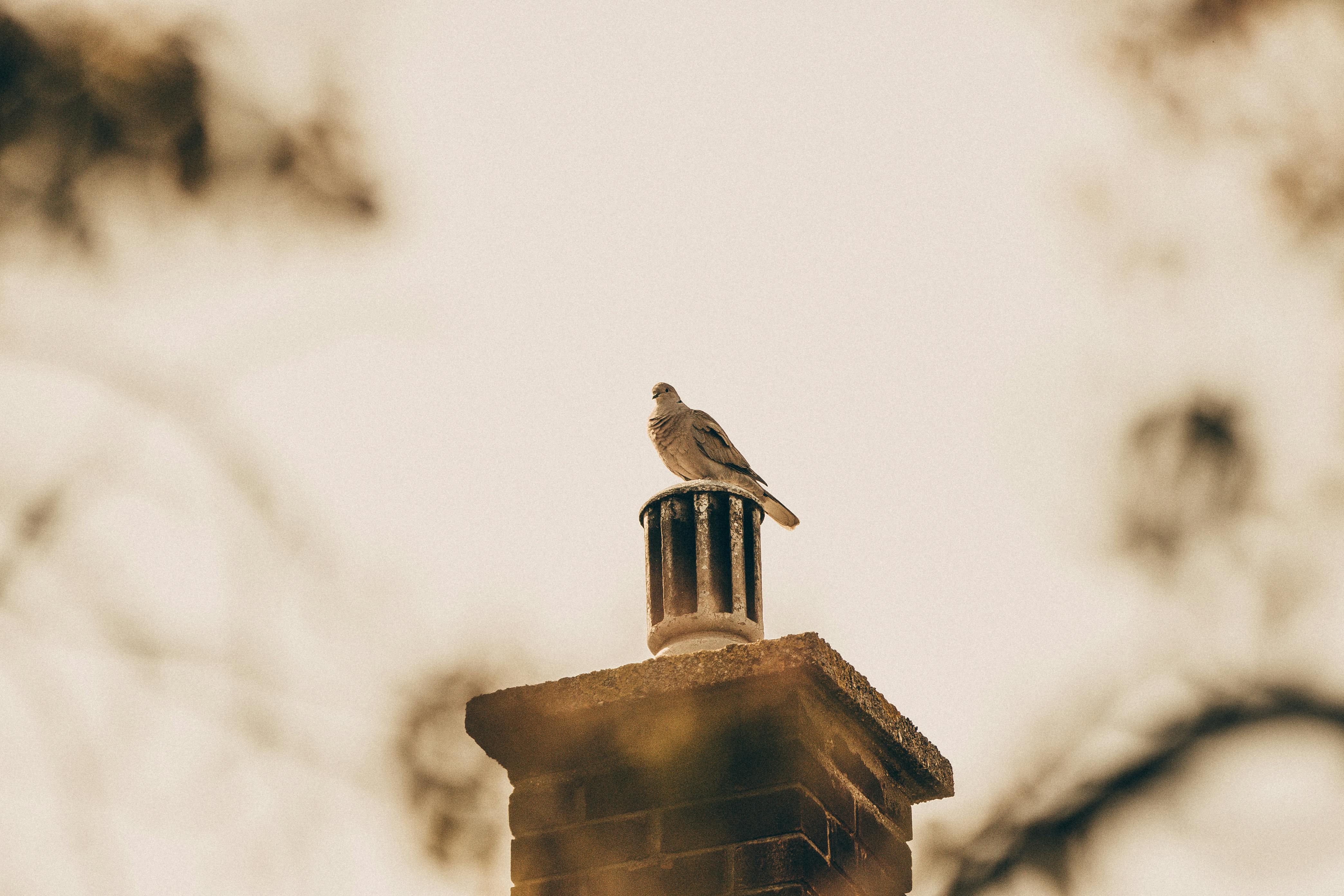 Expert Chimney Cap Installation in Essex, Massachusetts